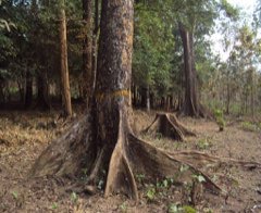 Pterocarpus dalbergioides Andaman padauk, East Indian-mahogany,
